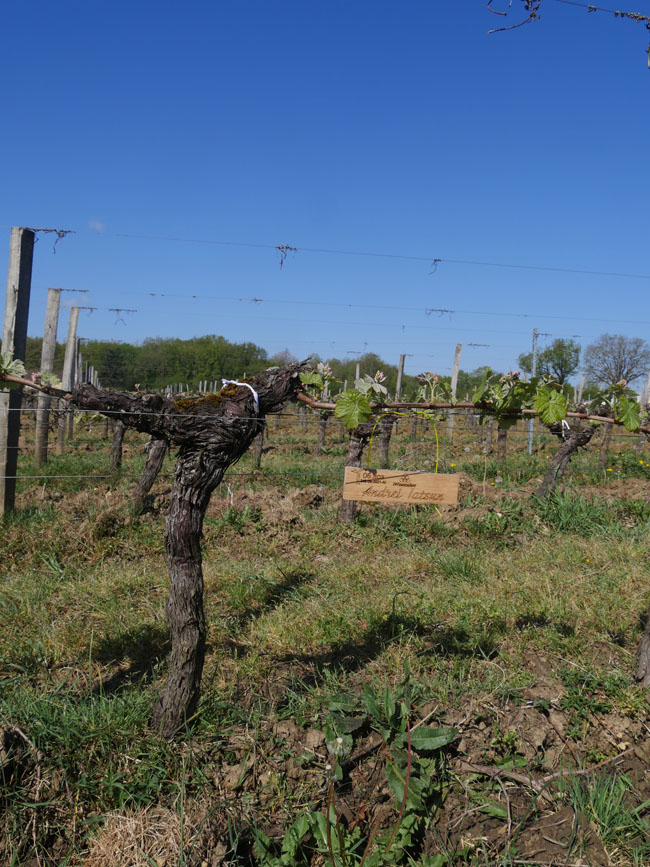 Виноградник на урожай